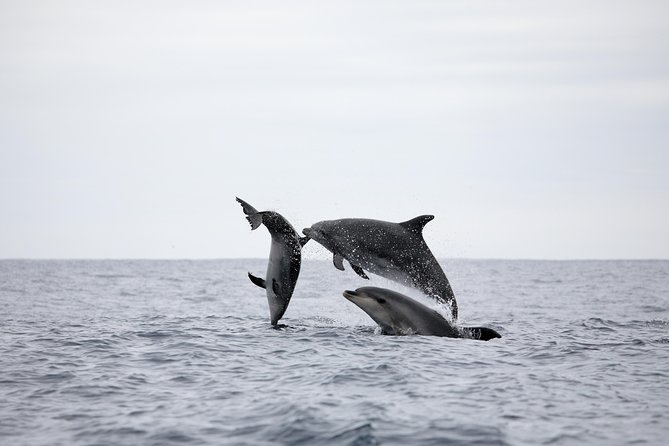 Azores Whale Watching Tour – Ponta Delgada - Comfort, clothing, and seasickness