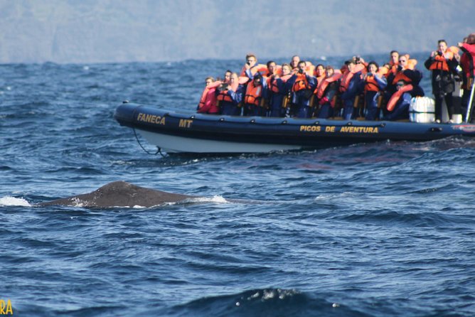 Azores Whale Watching Tour – Ponta Delgada - Is $78.60 a fair price?