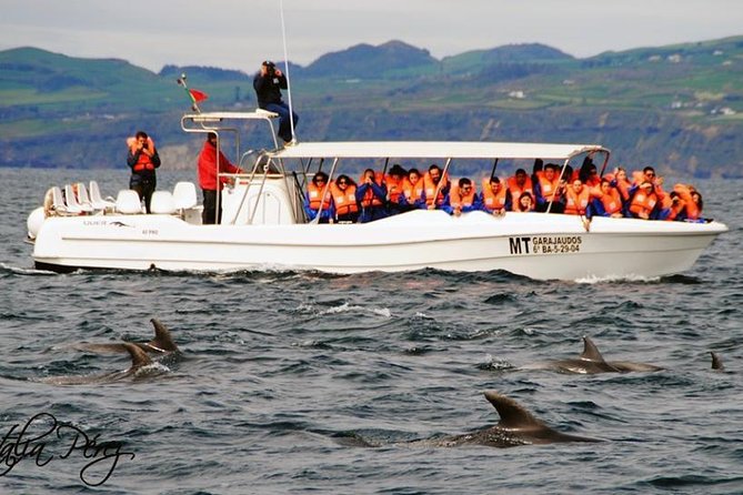Azores Whale Watching Tour – Ponta Delgada - Choosing between the speedboat and catamaran