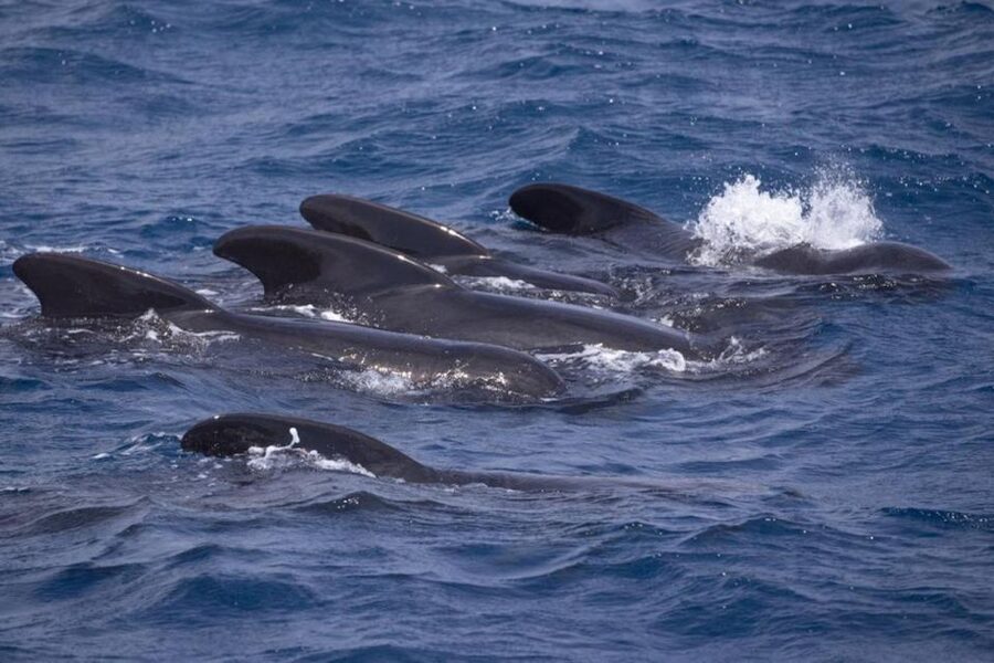 Barbate: Dolphin and Whale Watching in Cape Trafalgar - Searching for whales and dolphins near Cape Trafalgar