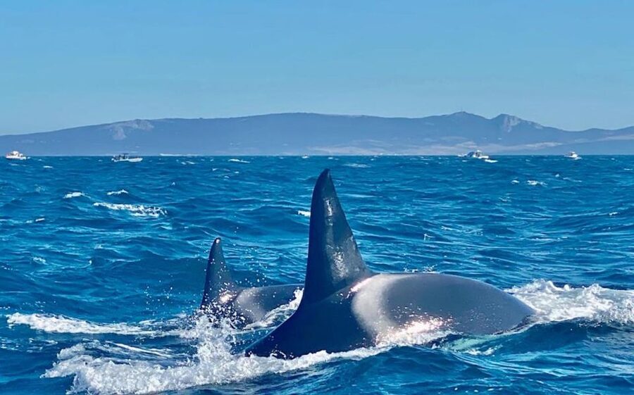 Barbate: Dolphin and Whale Watching in Cape Trafalgar - How to make the most of your three hours
