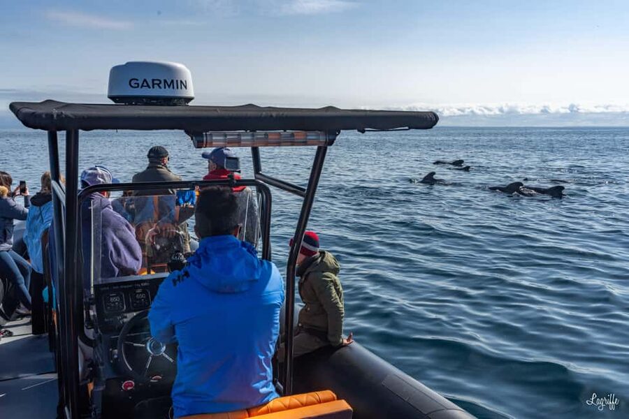 Basque Country : Whale and Dolphin Watching Boat Tours - Key points at a glance