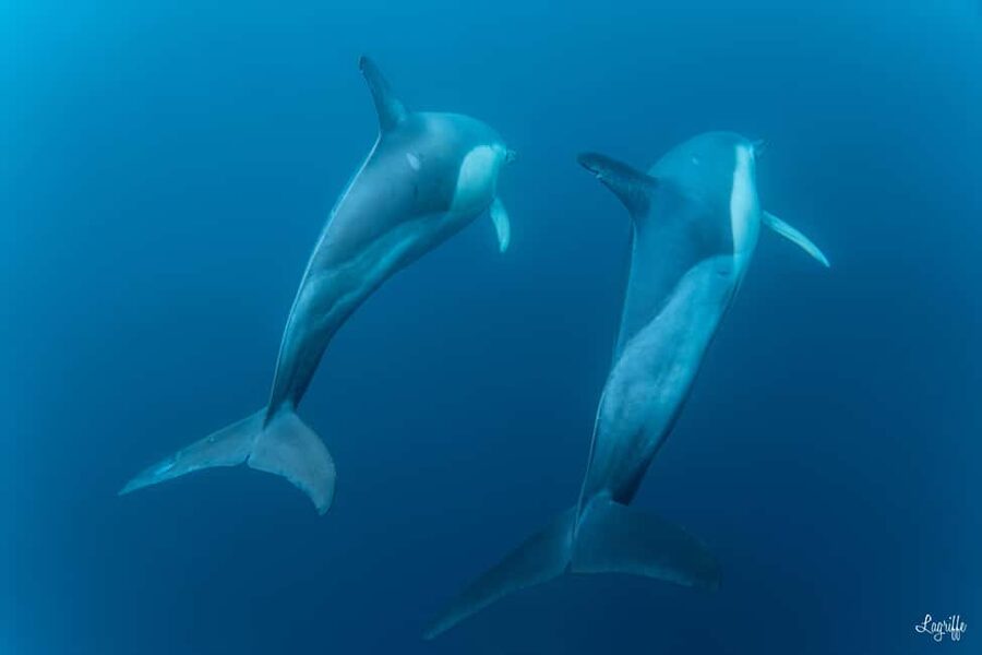 Basque Country : Whale and Dolphin Watching Boat Tours - Who will enjoy this morning most