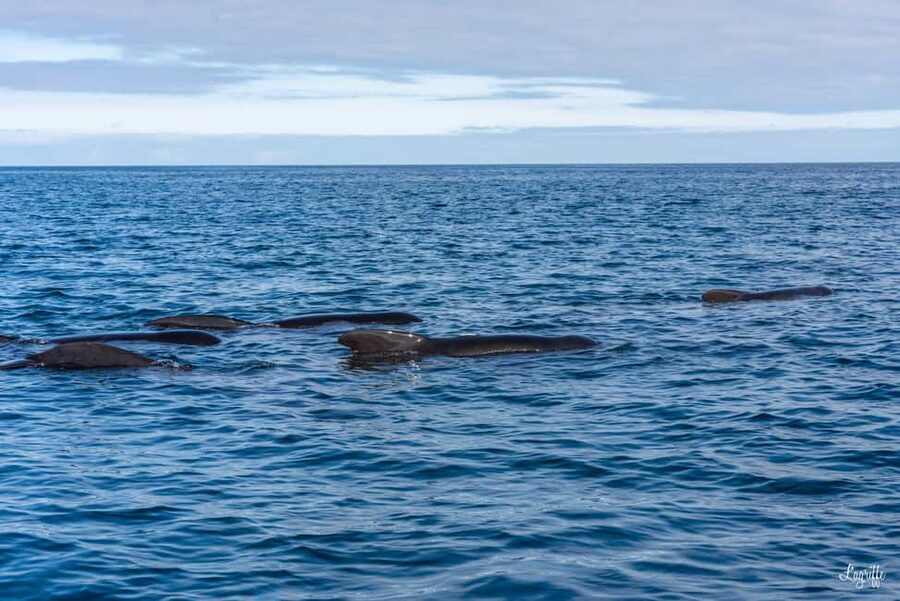 Basque Country : Whale and Dolphin Watching Boat Tours - Why the Gouf de Capbreton matters