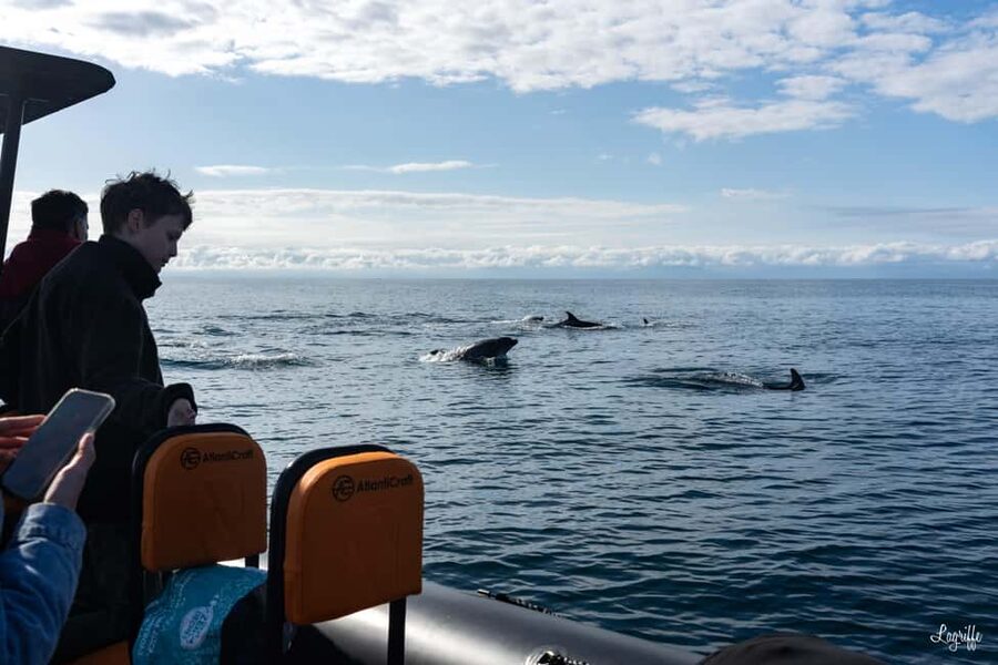 Basque Country : Whale and Dolphin Watching Boat Tours - The 45-minute ride to the observation zone