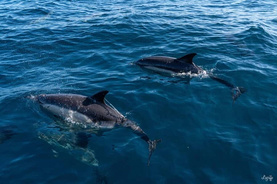 Basque Country : Whale and Dolphin Watching Boat Tours - Searching for dolphins in the Gouf area