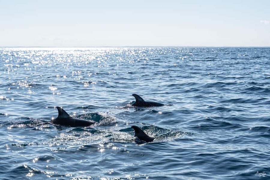 Basque Country : Whale and Dolphin Watching Boat Tours - The chance of whales and rarer cetaceans