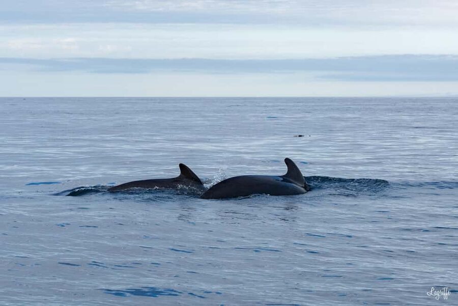 Basque Country : Whale and Dolphin Watching Boat Tours - Respectful wildlife watching from a fast boat
