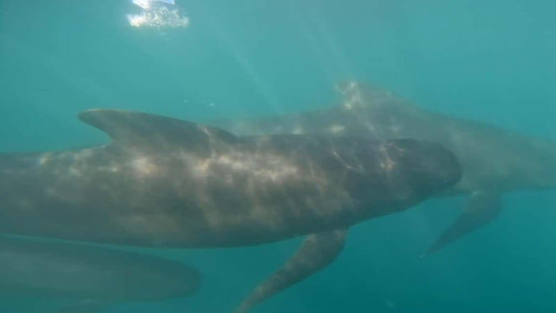Basque Country : Whale and Dolphin Watching Boat Tours - What the $199 price includes