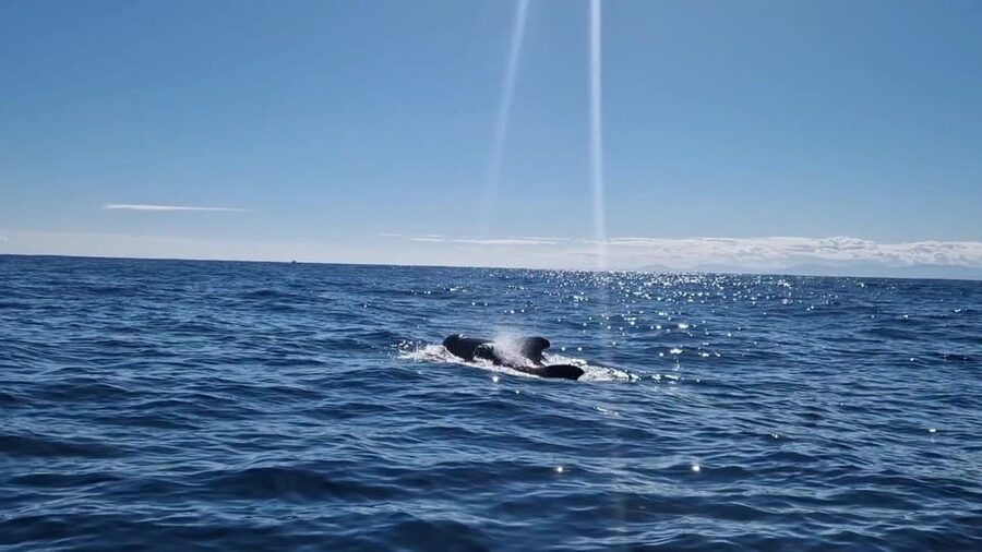 Basque Country : Whale and Dolphin Watching Boat Tours - Comfort, clothing, and practical limits