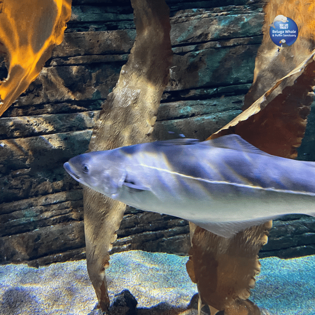 Beluga Whale Sanctuary - Admissions - Key points to know before you go