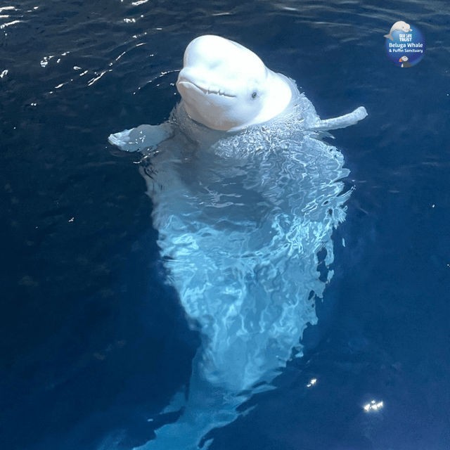 Beluga Whale Sanctuary - Admissions - How much time should you allow?