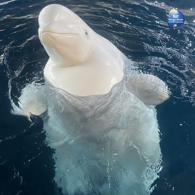 Beluga Whale Sanctuary - Admissions - Who will enjoy this visit most?