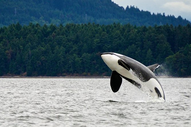 Best of Juneau: Mendenhall Glacier, Whale Watching and Salmon Bake - Should you book it?