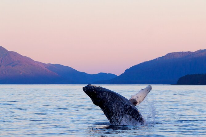 Best Whale Watching and Wildlife Shore Excursion in Sitka - A small boat makes Sitka Sound feel personal