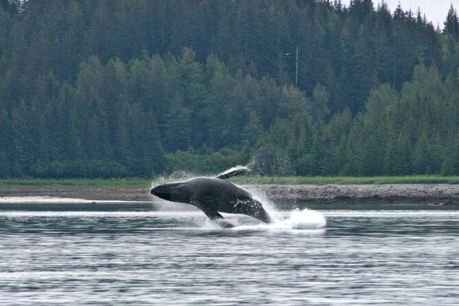 Best Whale Watching and Wildlife Shore Excursion in Sitka - Across Sitka Sound and the outer coast