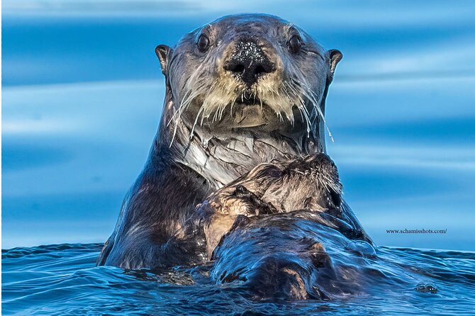 Best Whale Watching and Wildlife Shore Excursion in Sitka - Sea otters, sea lions, and smaller rewards