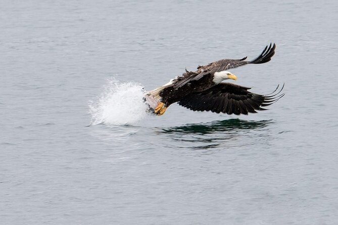 Best Whale Watching and Wildlife Shore Excursion in Sitka - What $205 buys you