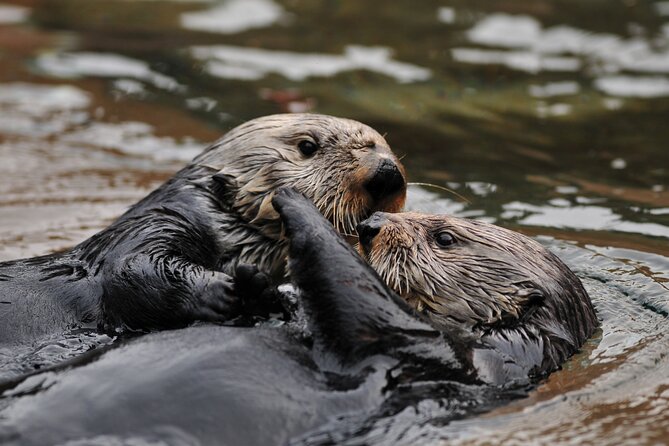 Best Whale Watching and Wildlife Shore Excursion in Sitka - Cruise passengers get a useful safety net