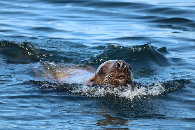 Best Whale Watching and Wildlife Shore Excursion in Sitka - Comfort, access, and who should book