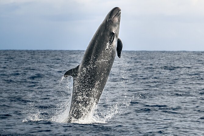 Big Island: Pelagic Whale Watch Tour - From Honokohau Harbor into Kona’s whale country