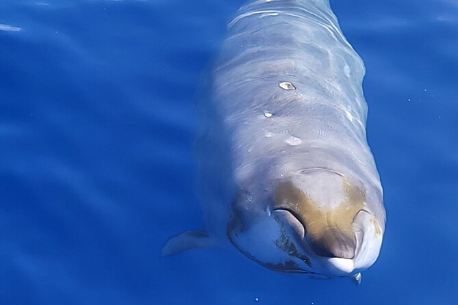 Big Island: Pelagic Whale Watch Tour - Why the naturalist matters