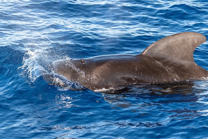 Big Island: Pelagic Whale Watch Tour - What you may actually see