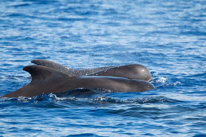 Big Island: Pelagic Whale Watch Tour - Comfort, space, and the viewing experience