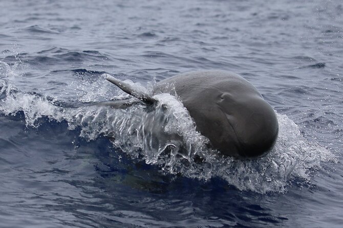 Big Island: Pelagic Whale Watch Tour - Who should book this Kona whale watch?