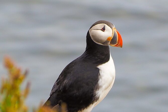 Big Whales & Puffins RIB boat tour from Húsavík - The most exciting part, and the roughest part