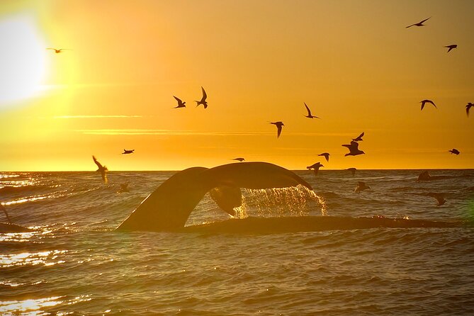 Big Whales & Puffins RIB boat tour from Húsavík - What the $203.16 price buys you