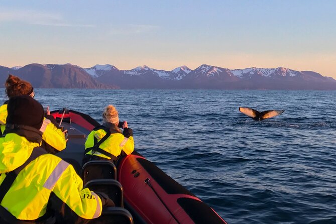 Big Whales & Puffins RIB boat tour from Húsavík - Timing, transport, and planning your day