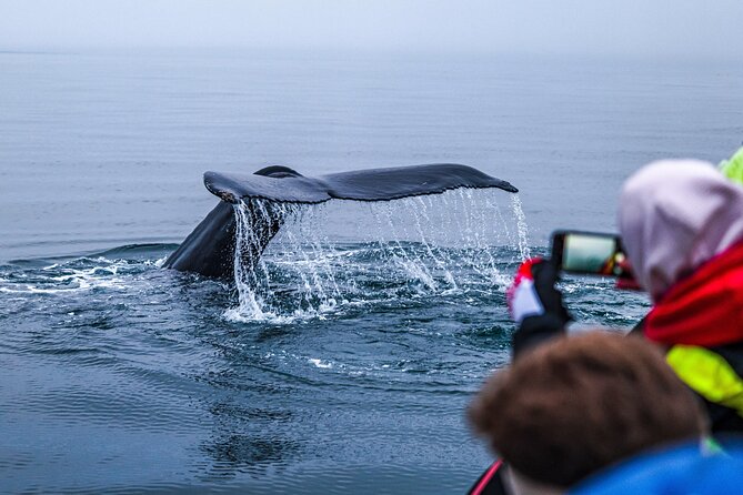 Big Whales & Puffins RIB boat tour from Húsavík - Who will enjoy this Húsavík whale tour?