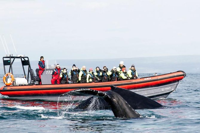 Big Whales & Puffins RIB boat tour from Húsavík - Wildlife in the bay: whales, dolphins, and porpoises