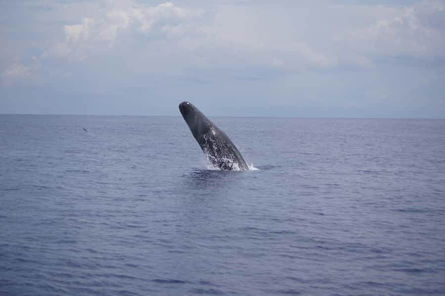 Black River: Dolphin Swim and Whale Watching by Speedboat - Key points before you book