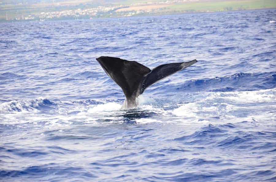 Black River: Dolphin Swim and Whale Watching by Speedboat - From Grande Riviere Noire into open water
