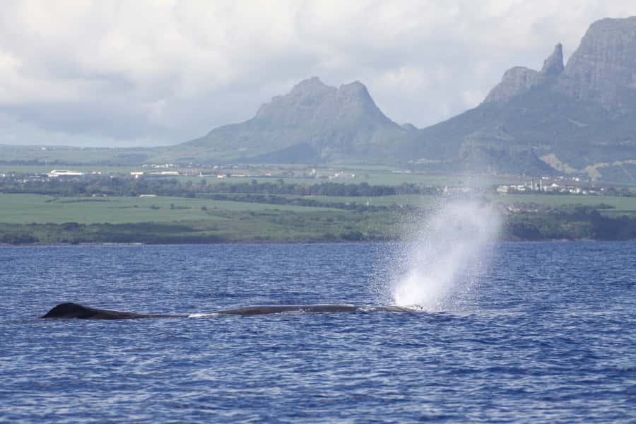 Black River: Dolphin Swim and Whale Watching by Speedboat - Searching for sperm whales and seasonal humpbacks