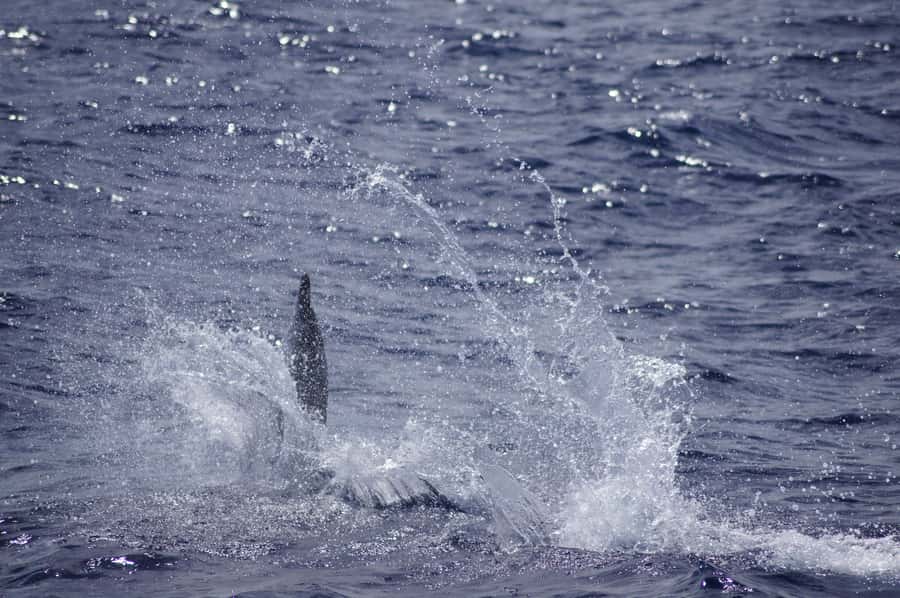 Black River: Dolphin Swim and Whale Watching by Speedboat - Weather, comfort, and who should skip it