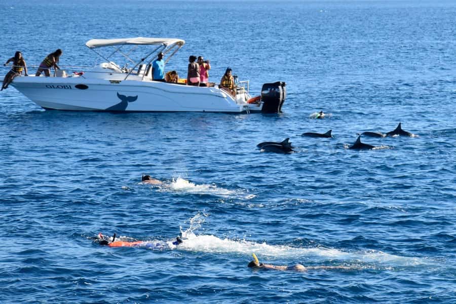 Black River: Dolphin Swim and Whale Watching by Speedboat - How to make the most of the five hours