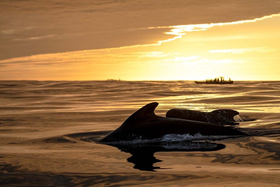 Bleik: Whale Watching by Speedboat with Puffins and Muffins - Who should book this experience