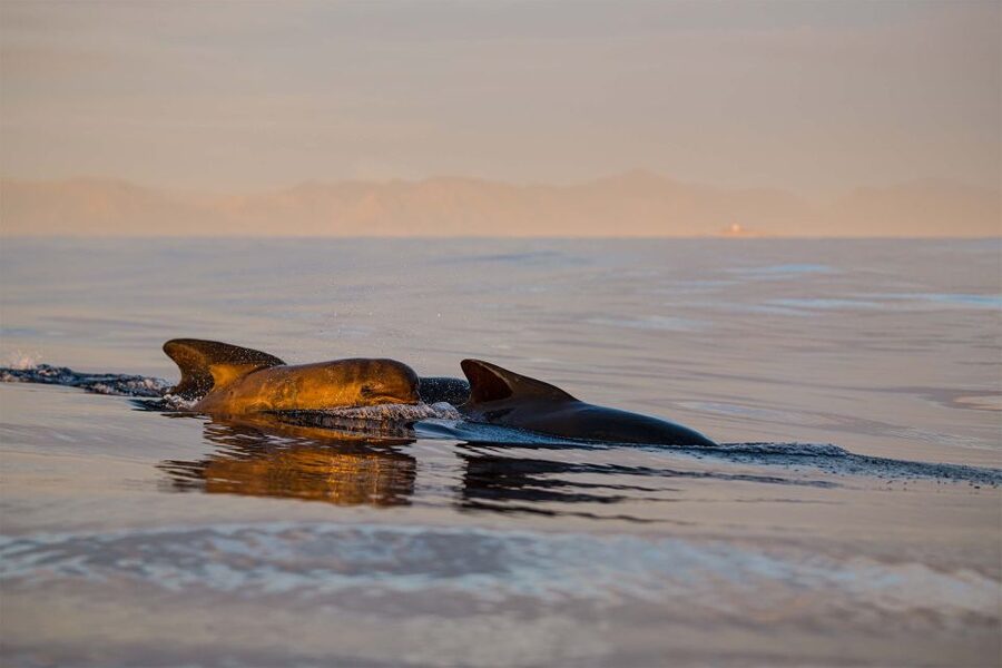 Bleik: Whale Watching by Speedboat with Puffins and Muffins - Why Bleik is a strong place for a whale safari