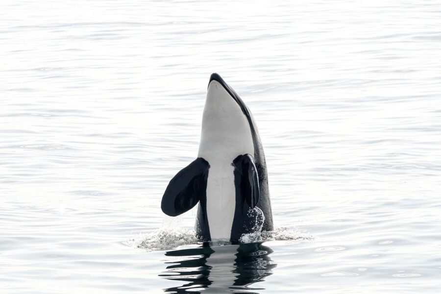 Bleik: Whale Watching by Speedboat with Puffins and Muffins - Searching Bleik Canyon for whales
