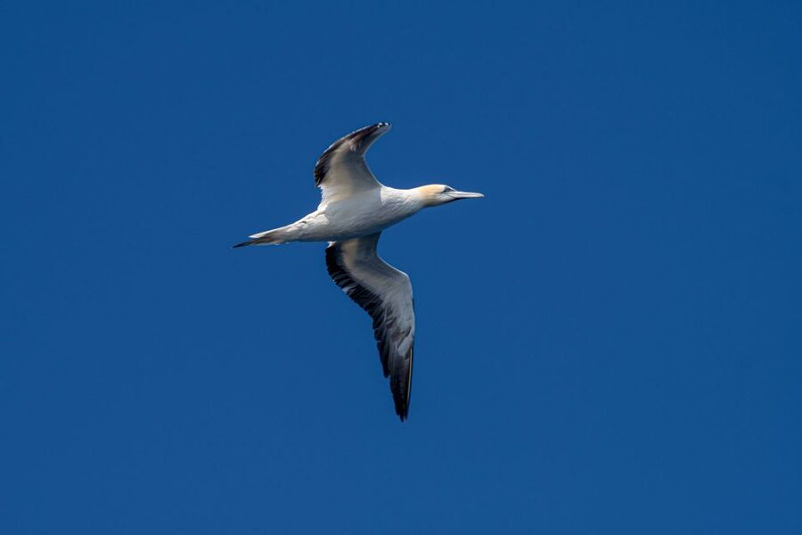 Bleik: Whale Watching by Speedboat with Puffins and Muffins - Puffin cliffs, sea eagles, and seals