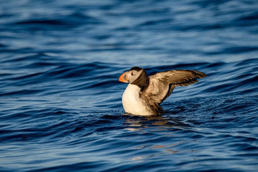 Bleik: Whale Watching by Speedboat with Puffins and Muffins - The midnight sun changes the 9 PM departure