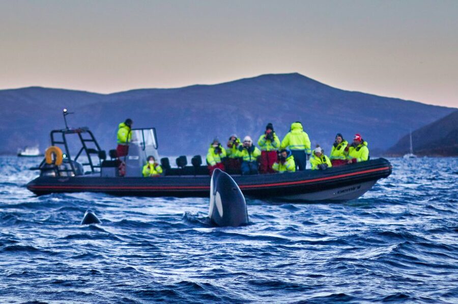 Bleik: Whale Watching by Speedboat with Puffins and Muffins - Guide quality and the value of a small crew
