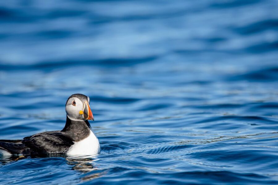 Bleik: Whale Watching by Speedboat with Puffins and Muffins - Rough water, seasickness, and physical demands