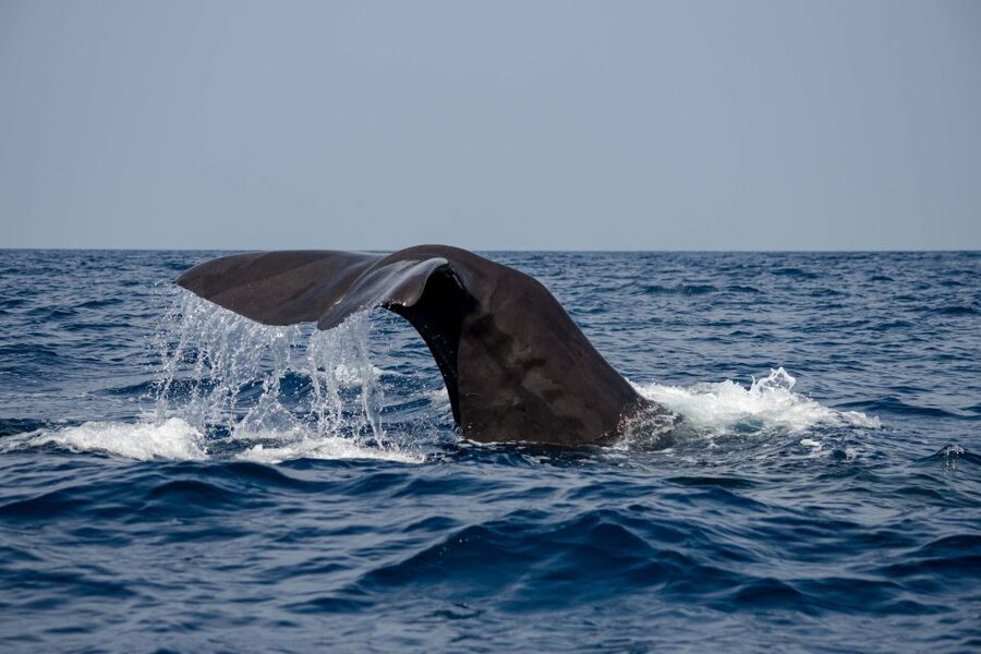 Bleik: Whale Watching by Speedboat with Puffins and Muffins - What happens after the wildlife search