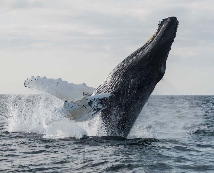 Boa Vista: Whale Watching Trip with Motoryacht - Why Boa Vista is a good place to look for whales