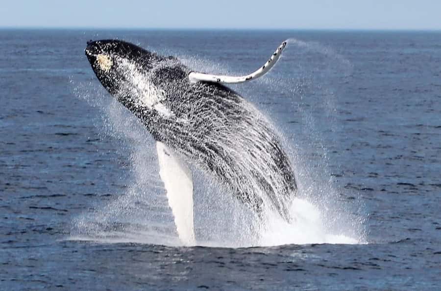 Boa Vista: Whale Watching Trip with Motoryacht - Boarding the yacht and meeting the whale team