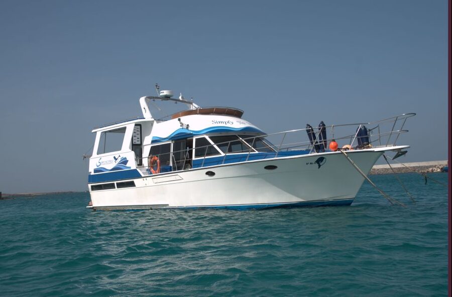 Boa Vista: Whale Watching Trip with Motoryacht - What you might actually see